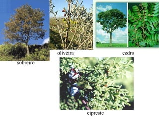 sobreiro oliveira cedro cipreste 