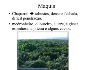 Maquis Chaparral    arbustos, densa e fechada, difícil penetração. medronheiro, o loureiro, a urze, a giesta espinhosa, a piteira e alguns cactos.  