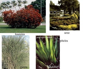 loureiro urze giesta piteira 