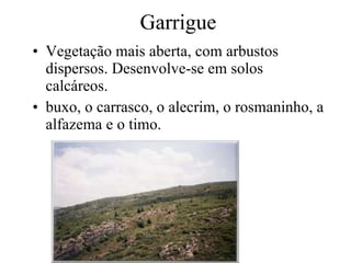 Garrigue Vegetação mais aberta, com arbustos dispersos. Desenvolve-se em solos calcáreos. buxo, o carrasco, o alecrim, o rosmaninho, a alfazema e o timo.  