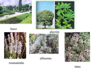 buxo alecrim rosmaninho alfazema timo 