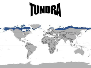 TUNDRA 