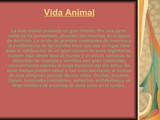 Vida Animal La vida animal presenta un gran interés. Por una parte, como se ha comentado, abundan los insectos en la época de deshielo. La unión de grandes cantidades de insectos y la proliferación de las plantas hace que sea un lugar ideal para la nidificación de un gran número de aves migratorias. Acuden aquí desde todo el mundo y en pocas semanas se alimentan de insectos y semillas con gran intensidad, aprovechando además la larga duración del día ártico. En poco tiempo pueden cebar a sus crías acortando el tiempo de este peligroso periodo de sus vidas. Grullas, ánsares, cisnes, limnícolas (correlimos, zarapitos, archibebes) y un largo etcétera de especies de aves crían en la tundra.   