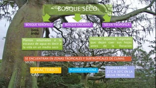 BOSQUE SECO
BOSQUE XERÓFILO BOSQUE DECIDUO SELVA TROPÓFILA
(seco,
árido)
Plantas adaptadas a la
escasez de agua es decir a
la vida en un medio seco
Habitan especies vegetales
que dejan caer sus hojas
antes de la floración
(caducidófilas)
SE ENCUENTRAN EN ZONAS TROPICALES Y SUBTROPICALES DE CLIMAS
SECOS
CARACTERÍSTI
CAS
PLUVIOESTACIONA
L
TEMPERATURA
25°C A 30°C EN LA
SELVA TROPICAL
 