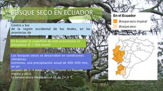 BOSQUE SECO EN ECUADOR
Centro y Sur
de la región occidental de los Andes, en las
provincias de
Imbabura, Esmeraldas, Manabí, Guayas, El Oro y
Loja.
En Ecuador la superficie de este ecosistema se
encuentra 0-1 000 msnm
Los bosques secos se desarrollan en condiciones
climáticas
extremas, una precipitación anual de 400-600 mm,
en un
periodo de 3-4 meses, generalmente en febrero,
marzo y abril;
la temperatura media anual es de 24,9 °C
 