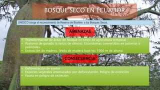 BOSQUE SECO EN ECUADOR
UNESCO otorga el reconocimiento de Reserva de Biosfera a los Bosques Secos.
AMENAZAS
• Transformación de áreas de bosque en sitios de agricultura temporal
• Pastoreo de ganado (crianza de chivos). Ecosistemas convertidos en potreros o
pastizales.
• Extracción de madera. (Veda de madera bajo los 1000 m de altura)
CONSECUENCIA
• Deforestación de suelos
• Especies vegetales amenazadas por deforestación. Peligro de extinción
• Fauna en peligro de extinción
 