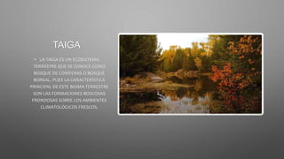TAIGA
• LA TAIGA ES UN ECOSISTEMA
TERRESTRE QUE SE CONOCE COMO
BOSQUE DE CONÍFERAS O BOSQUE
BOREAL, PUES LA CARACTERÍSTICA
PRINCIPAL DE ESTE BIOMA TERRESTRE
SON LAS FORMACIONES BOSCOSAS
FRONDOSAS SOBRE LOS AMBIENTES
CLIMATOLÓGICOS FRESCOS.
 