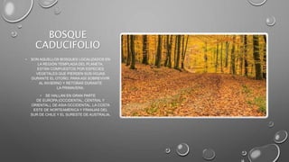 BOSQUE
CADUCIFOLIO
• SON AQUELLOS BOSQUES LOCALIZADOS EN
LA REGIÓN TEMPLADA DEL PLANETA.
ESTÁN COMPUESTOS POR ESPECIES
VEGETALES QUE PIERDEN SUS HOJAS
DURANTE EL OTOÑO, PARA ASÍ SOBREVIVIR
AL INVIERNO Y RETOÑAR DURANTE
LA PRIMAVERA.
• SE HALLAN EN GRAN PARTE
DE EUROPA (OCCIDENTAL, CENTRAL Y
ORIENTAL), DE ASIA OCCIDENTAL, LA COSTA
ESTE DE NORTEAMÉRICA Y FRANJAS DEL
SUR DE CHILE Y EL SURESTE DE AUSTRALIA.
 