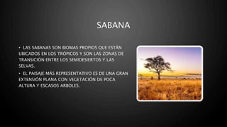 SABANA
• LAS SABANAS SON BIOMAS PROPIOS QUE ESTÁN
UBICADOS EN LOS TRÓPICOS Y SON LAS ZONAS DE
TRANSICIÓN ENTRE LOS SEMIDESIERTOS Y LAS
SELVAS.
• EL PAISAJE MÁS REPRESENTATIVO ES DE UNA GRAN
EXTENSIÓN PLANA CON VEGETACIÓN DE POCA
ALTURA Y ESCASOS ARBOLES.
 