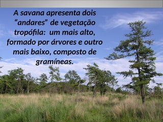 A savana apresenta dois
“andares” de vegetação
tropófila: um mais alto,
formado por árvores e outro
mais baixo, composto de
gramíneas.
 