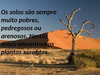 Os solos são sempre
muito pobres,
pedregosos ou
arenosos. Nestas
áreas encontramos
plantas xerofitas.
 