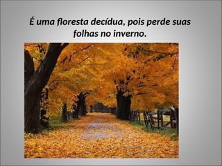 É uma floresta decídua, pois perde suas
folhas no inverno.
 