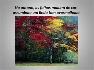 No outono, as folhas mudam de cor,
assumindo um lindo tom avermelhado
 