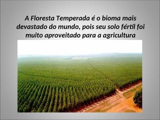 A Floresta Temperada é o bioma mais
devastado do mundo, pois seu solo fértil foi
muito aproveitado para a agricultura
 