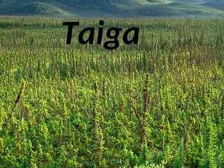 Taiga
Taiga
 