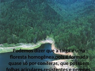 Podemos dizer que a taiga é uma
floresta homogênea,pois é formada
quase só por coníferas, que possuem
 