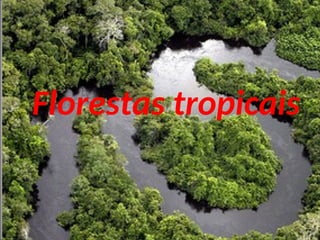 Florestas tropicais
 