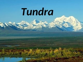 Tundra
Tundra
 