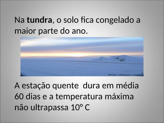 Na tundra, o solo fica congelado a
maior parte do ano.
A estação quente dura em média
60 dias e a temperatura máxima
não ultrapassa 10° C
 
