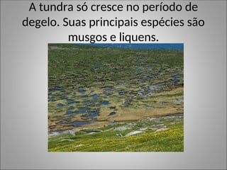A tundra só cresce no período de
degelo. Suas principais espécies são
musgos e liquens.
 