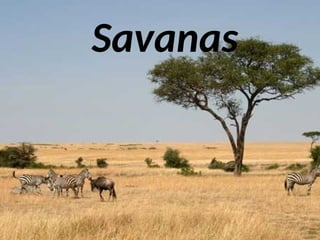 Savanas
 