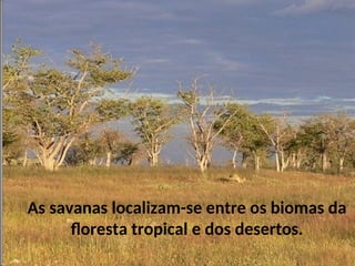 As savanas localizam-se entre os biomas da
floresta tropical e dos desertos.
 
