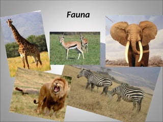 Fauna
 