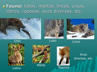 Urso Lobo
Lebre Raposa
Lince
Marta
Aves
diversas, etc.
 