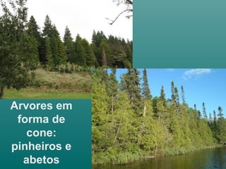 Arvores em
forma de
cone:
pinheiros e
abetos
 