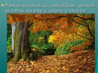  Plantas decíduas ou caducifólias: perdemPlantas decíduas ou caducifólias: perdem
as folhas durante o outono e inverno;as folhas durante o outono e inverno;
 