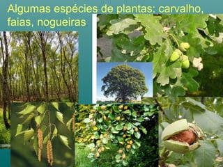 Algumas espécies de plantas: carvalho,
faias, nogueiras.
 