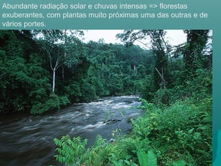 Abundante radiação solar e chuvas intensas => florestas
exuberantes, com plantas muito próximas uma das outras e de
vários portes.
 