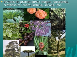  Árvores de grande porte: mogno, jacarandá,Árvores de grande porte: mogno, jacarandá,
castanheira, cedro, imbuia, peroba, etc.castanheira, cedro, imbuia, peroba, etc.
 