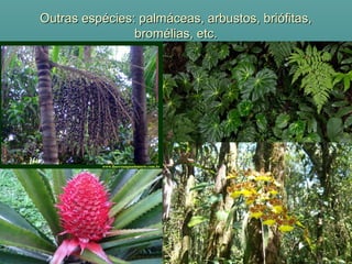 Outras espécies: palmáceas, arbustos, briófitas,Outras espécies: palmáceas, arbustos, briófitas,
bromélias, etc.bromélias, etc.
 