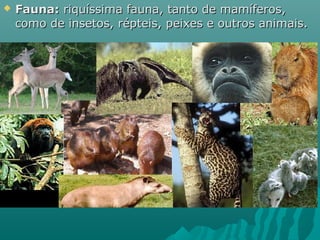  Fauna:Fauna: riquíssima fauna, tanto de mamíferos,riquíssima fauna, tanto de mamíferos,
como de insetos, répteis, peixes e outros animais.como de insetos, répteis, peixes e outros animais.
 