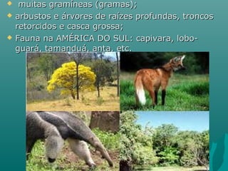  muitas gramíneas (gramas);muitas gramíneas (gramas);
 arbustos e árvores de raízes profundas, troncosarbustos e árvores de raízes profundas, troncos
retorcidos e casca grossa;retorcidos e casca grossa;
 Fauna na AMÉRICA DO SUL: capivara, lobo-Fauna na AMÉRICA DO SUL: capivara, lobo-
guará, tamanduá, anta, etc.guará, tamanduá, anta, etc.
 