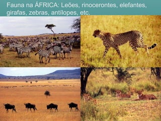 Fauna na ÁFRICA: Leões, rinocerontes, elefantes,
girafas, zebras, antílopes, etc.
 