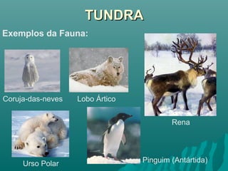 TUNDRATUNDRA
Exemplos da Fauna:
Coruja-das-neves Lobo Ártico
Urso Polar Pinguim (Antártida)
Rena
 