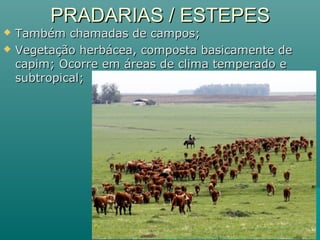 PRADARIAS / ESTEPESPRADARIAS / ESTEPES
 Também chamadas de campos;Também chamadas de campos;
 Vegetação herbácea, composta basicamente deVegetação herbácea, composta basicamente de
capim; Ocorre em áreas de clima temperado ecapim; Ocorre em áreas de clima temperado e
subtropical;subtropical;
 
