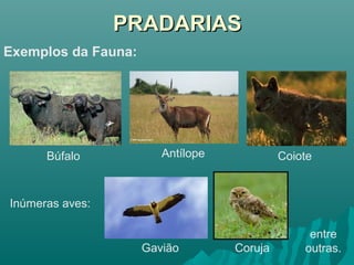 PRADARIASPRADARIAS
Exemplos da Fauna:
Búfalo Antílope Coiote
Inúmeras aves:
Gavião Coruja
entre
outras.
 