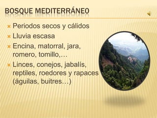 BOSQUE MEDITERRÁNE0
 Periodos secos y cálidos
 Lluvia escasa

 Encina, matorral, jara,
  romero, tomillo,…
 Linces, conejos, jabalís,
  reptiles, roedores y rapaces
  (águilas, buitres…)
 