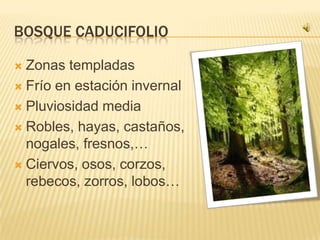 BOSQUE CADUCIFOLIO

 Zonas templadas
 Frío en estación invernal

 Pluviosidad media

 Robles, hayas, castaños,
  nogales, fresnos,…
 Ciervos, osos, corzos,
  rebecos, zorros, lobos…
 