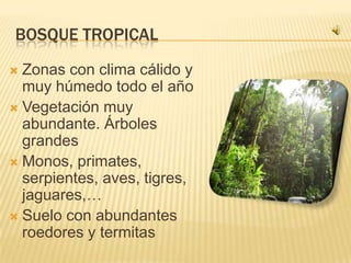 BOSQUE TROPICAL
 Zonas con clima cálido y
  muy húmedo todo el año
 Vegetación muy
  abundante. Árboles
  grandes
 Monos, primates,
  serpientes, aves, tigres,
  jaguares,…
 Suelo con abundantes
  roedores y termitas
 