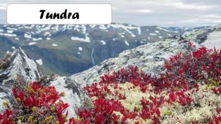 Tundra
 