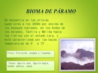Se encuentra en las alturas
superiores a los 3000m por encima de
los bosques nublados, en los Andes de
los estados, Táchira y Mérida hasta
los limites con el estado Lara, y
está caracterizado por las bajas
temperaturas de 0° a 13°.
Fauna: águila real, águila negra,
cóndor andino, ranas
Flora: Frailejón, musgos y líquenes.
 
