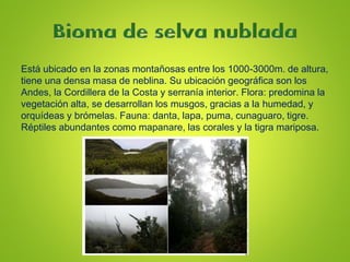 Está ubicado en la zonas montañosas entre los 1000-3000m. de altura,
tiene una densa masa de neblina. Su ubicación geográfica son los
Andes, la Cordillera de la Costa y serranía interior. Flora: predomina la
vegetación alta, se desarrollan los musgos, gracias a la humedad, y
orquídeas y brómelas. Fauna: danta, lapa, puma, cunaguaro, tigre.
Réptiles abundantes como mapanare, las corales y la tigra mariposa.
 