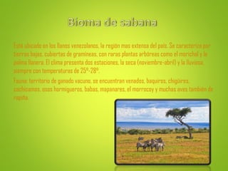 Está ubicado en los llanos venezolanos, la región mas extensa del país. Se caracteriza por
tierras bajas, cubiertas de gramíneas, con raras plantas arbóreas como el morichal y la
palma llanera. El clima presenta dos estaciones, la seca (noviembre-abril) y la lluviosa,
siempre con temperaturas de 25°-28°.
Fauna: territorio de ganado vacuno, se encuentran venados, baquiros, chigüires,
cachicamos, osos hormigueros, babas, mapanares, el morrocoy y muchas aves también de
rapiña.
 