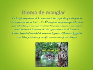 Es la típica vegetación de las zonas acuáticas tropicales y subtropicales
con temperaturaentre lo25°-28°. El mangle es una planta que tolera una
gran salinidad, por eso su presencia en las zonas costeras, con sus raíces
aéreas favorece la formación de islas y protege la costa de la erosión.
Fauna: Grande diversidad de aves como la garza, el flamenco. Reptiles
como babas y caimanes y mamíferos como monos y murciélagos.
 