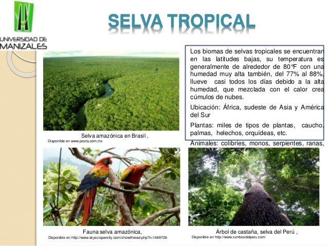 Fauna De La Selva Tropical Wikipedia