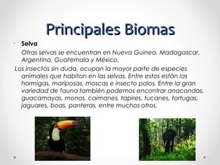 PPrriinncciippaalleess BBiioommaass 
• Selva 
Otras selvas se encuentran en Nueva Guinea, Madagascar, 
Argentina, Guatemala y México. 
Los insectos sin duda, ocupan la mayor parte de especies 
animales que habitan en las selvas. Entre estos están las 
hormigas, mariposas, moscas e insecto palos. Entre la gran 
variedad de fauna también podemos encontrar anacondas, 
guacamayas, monos, caimanes, tapires, tucanes, tortugas, 
jaguares, boas, panteras, entre muchos otros. 
 